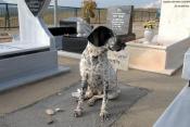 A dog refuses to leave the tomb of his owner in Safed (Israel)