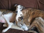 Help for Spanish Greyhounds
